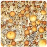 Псилоцибиновые (галлюциногенные)  грибы Psilocybin "Golden Teacher" в Певеке