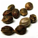 Семена марихуаны АК-47  (Seeds AK-47) в Певеке